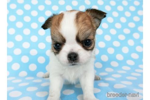 成約済の千葉県のチワワ(ロングコート)-180839の14枚目