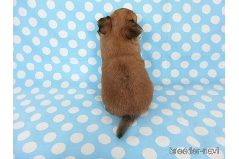 成約済の千葉県のチワワ(ロングコート)-180841の13枚目