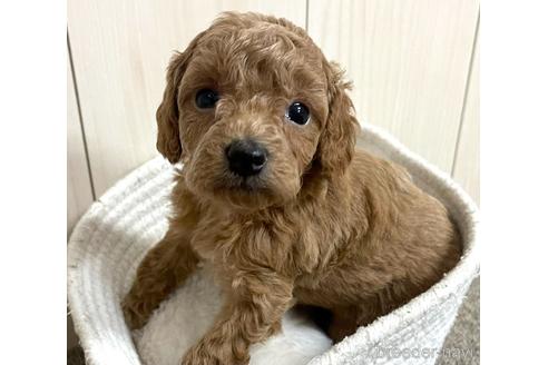 成約済の千葉県のトイプードル-180840の1枚目