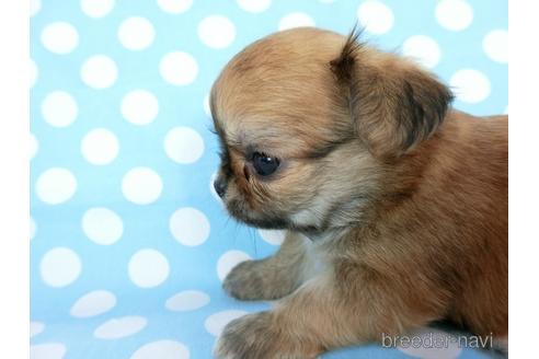 成約済の千葉県のチワワ(ロングコート)-180842の18枚目
