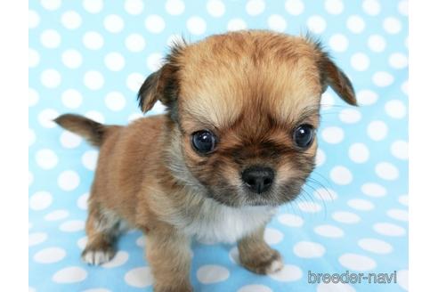 成約済の千葉県のチワワ(ロングコート)-180842の16枚目