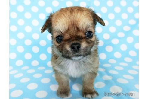 成約済の千葉県のチワワ(ロングコート)-180842の15枚目