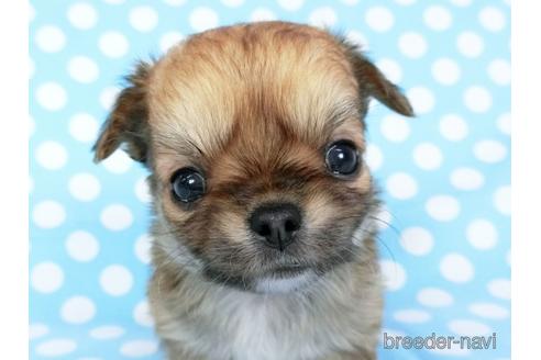 成約済の千葉県のチワワ(ロングコート)-180842の14枚目