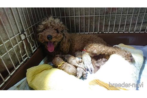 成約済の山梨県のトイプードル-180856