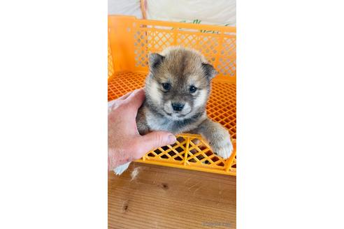 成約済の茨城県の豆柴-180866の1枚目