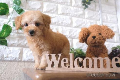 成約済の滋賀県のトイプードル-178926