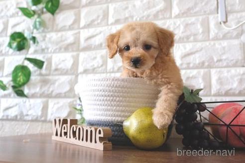 成約済の滋賀県のトイプードル-178926の7枚目