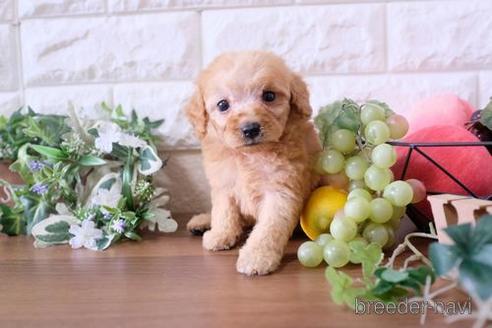 成約済の滋賀県のトイプードル-178926の3枚目