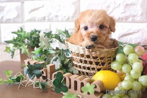 成約済の滋賀県のトイプードル-178926の2枚目