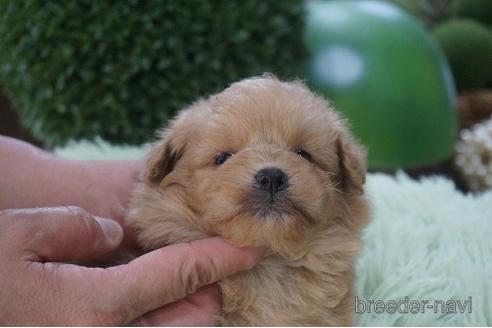 成約済の京都府のポメプー:ポメラニアン×トイプードル-178860の1枚目