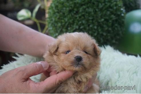 成約済の京都府のポメプー:ポメラニアン×トイプードル-178860の3枚目