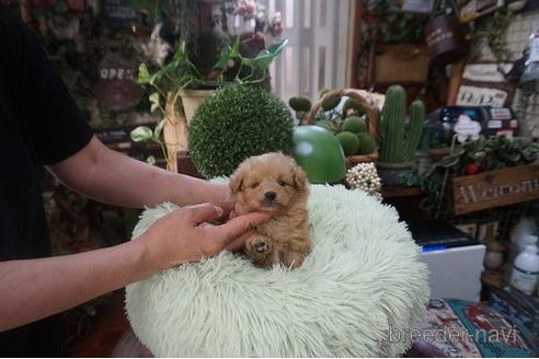 成約済の京都府のポメプー:ポメラニアン×トイプードル-178860の2枚目