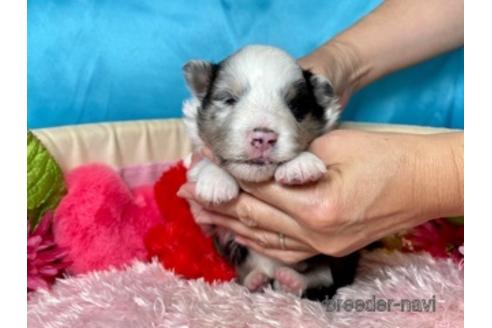 成約済の愛知県のシェットランドシープドッグ(シェルティ)-179749の5枚目