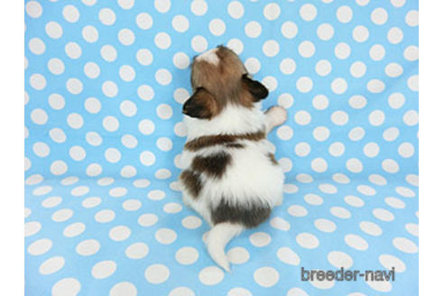 成約済の千葉県のパピヨン-180888の28枚目