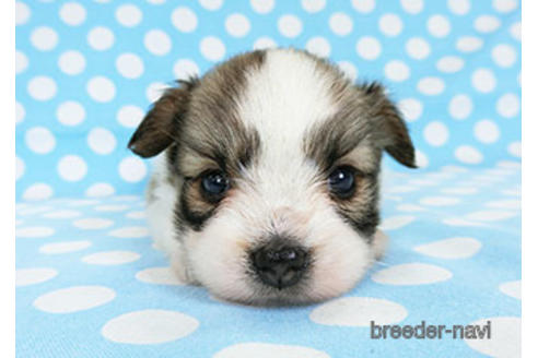 成約済の千葉県のパピヨン-180888の27枚目