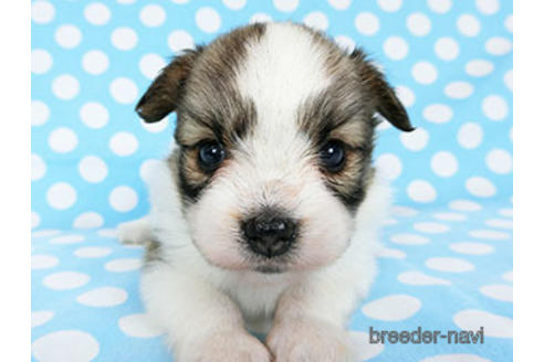 成約済の千葉県のパピヨン-180888の26枚目