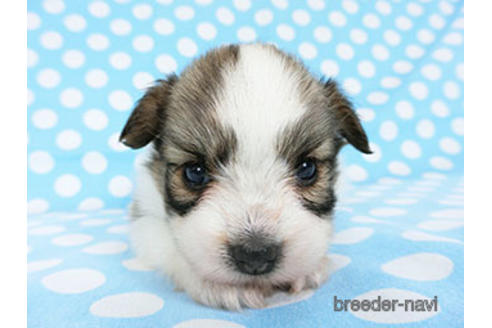 成約済の千葉県のパピヨン-180888の25枚目