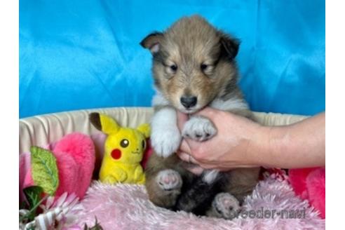 成約済の愛知県のラフコリー-176954の2枚目