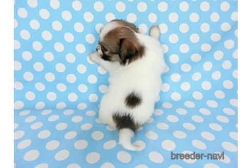 成約済の千葉県のパピヨン-180889の12枚目