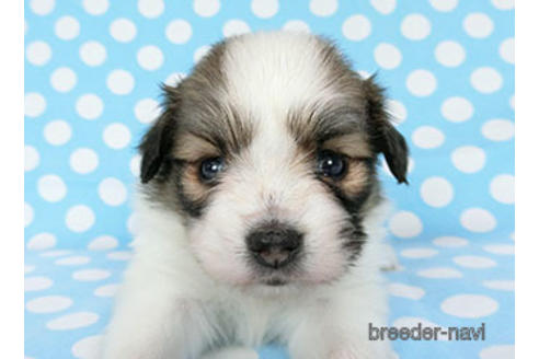 成約済の千葉県のパピヨン-180889の11枚目