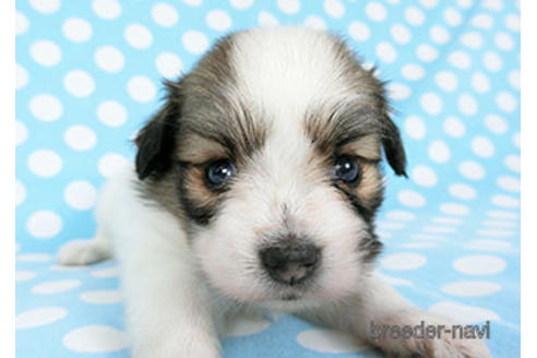 成約済の千葉県のパピヨン-180889の10枚目