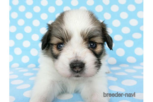 成約済の千葉県のパピヨン-180889の9枚目