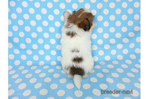 成約済の千葉県のパピヨン-180893の12枚目