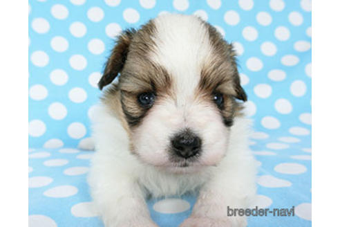 成約済の千葉県のパピヨン-180893の11枚目