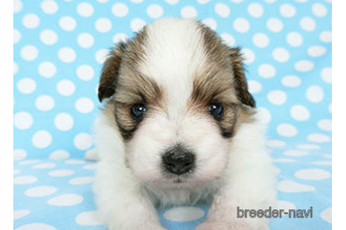 成約済の千葉県のパピヨン-180893の10枚目