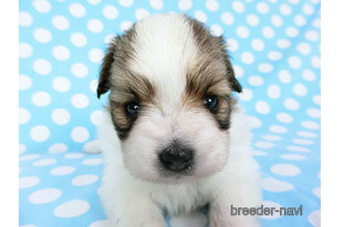 成約済の千葉県のパピヨン-180893の9枚目