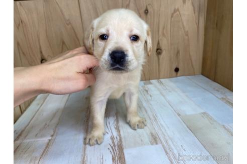 成約済の愛知県のラブラドールレトリーバー-180896の1枚目