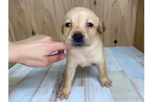 成約済の愛知県のラブラドールレトリーバー-180897の1枚目