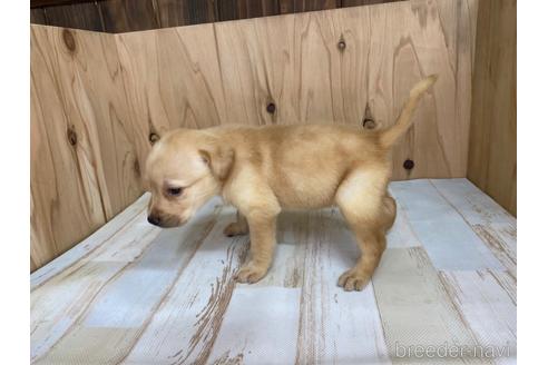 成約済の愛知県のラブラドールレトリーバー-180897の3枚目