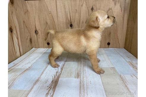 成約済の愛知県のラブラドールレトリーバー-180897の4枚目