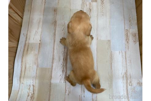 成約済の愛知県のラブラドールレトリーバー-180897の2枚目