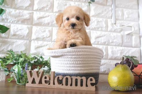 成約済の滋賀県のトイプードル-178927