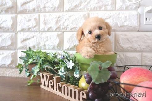 成約済の滋賀県のトイプードル-178927の7枚目