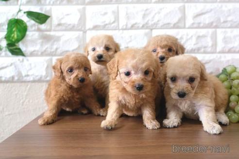 成約済の滋賀県のトイプードル-178927の4枚目