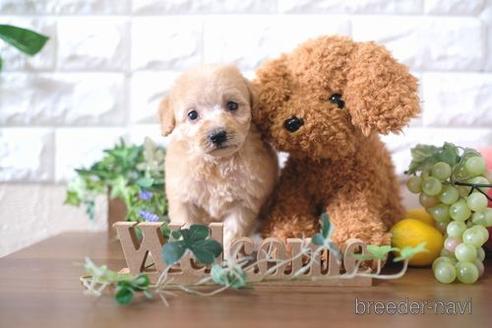 成約済の滋賀県のトイプードル-178927の3枚目