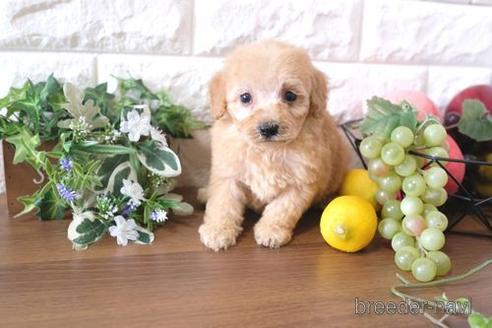 成約済の滋賀県のトイプードル-178927の2枚目