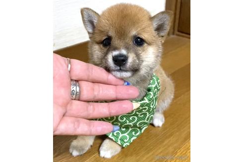 成約済の茨城県の豆柴-180823の1枚目