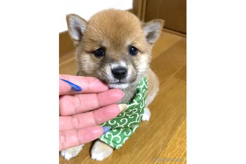 成約済の茨城県の豆柴-180823の5枚目
