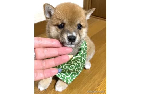 成約済の茨城県の豆柴-180823の3枚目