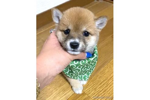 成約済の茨城県の豆柴-180823の4枚目