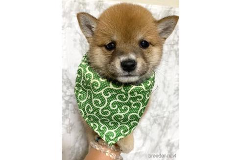 成約済の茨城県の豆柴-180823の2枚目