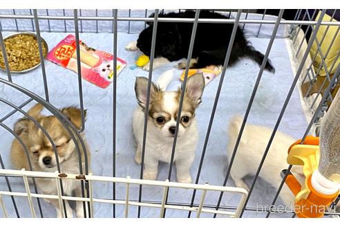 成約済の神奈川県のチワワ(ロングコート)-177831の2枚目