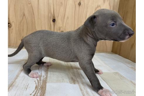 成約済の愛知県のイタリアングレーハウンド(イタグレ)-180934の4枚目