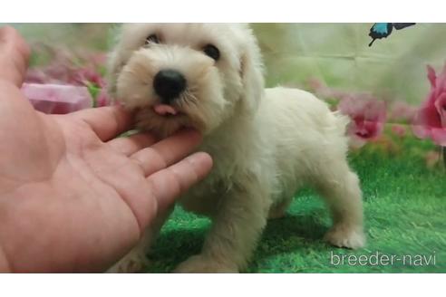 成約済の千葉県のミニチュアシュナウザー-180947の2枚目