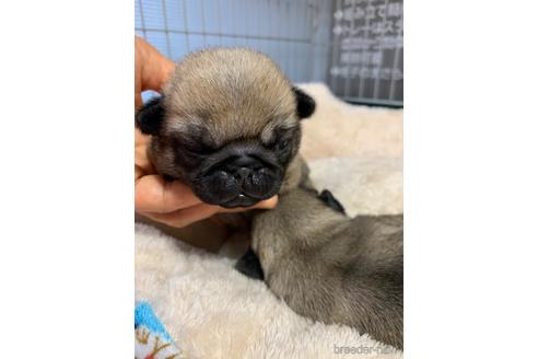 成約済の岐阜県のパグ-180954の15枚目