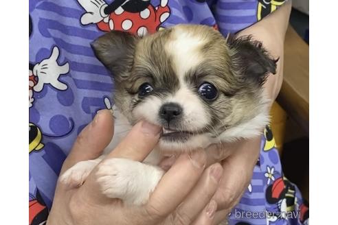 成約済の神奈川県のチワワ(ロングコート)-179996の55枚目